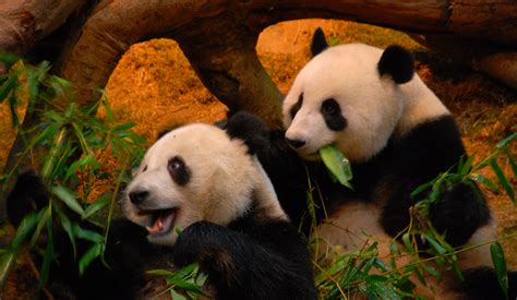 China Giant Panda Conservation Year13