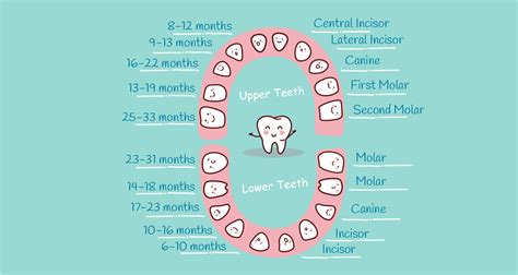 Baby Teething Chart What Order Do They Come In Mama Natural