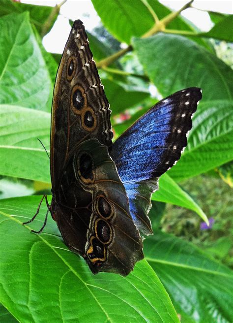 Mariposa Morfo Azul Andina Morpho Peleides En El Maripos Flickr