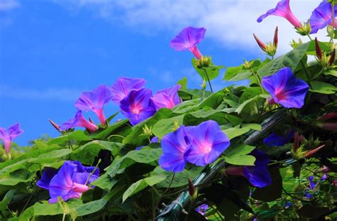 Morning Glory Wallpapers Top Free Morning Glory Backgrounds