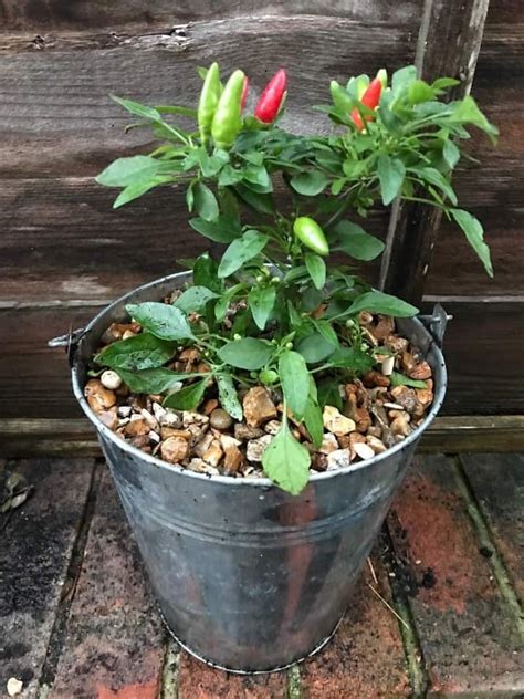 How To Grow Chillies At Home Lianas Kitchen Chilli Plant Chilli