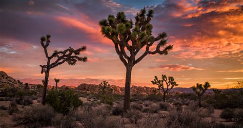 Joshua Tree Desert Landscape At Sunset Stock Photo Download Image Now