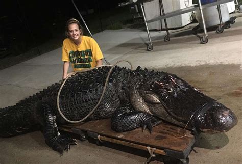 Massive Alligator Wanders Onto Florida Interstate Gets Struck By Semitruck