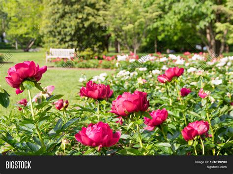 Blooming Peony Flowers Image And Photo Free Trial Bigstock