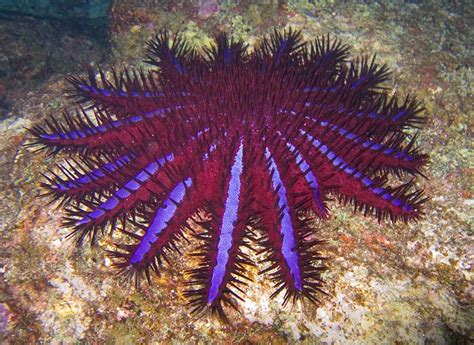 Crown Of Thorns Starfish Strange Animals