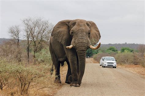 Kruger National Park Safaris Made In Africa Tours And Safaris