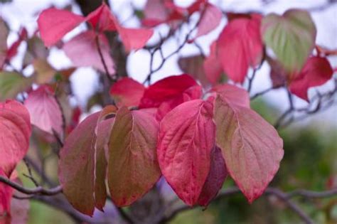 Cornus florida, the flowering dogwood, is a species of flowering tree in the family cornaceae native to eastern north america and northern mexico. Blumen-Hartriegel Cornus 'Venus' - Mein schöner Garten