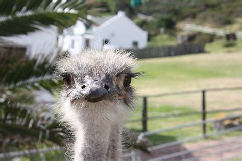 Fotos Gratis Pájaro Animal Viajar Fauna Silvestre Ramo Zoo Pico