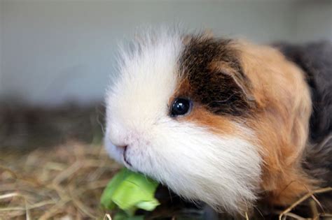 North East Guinea Pig Rescue Is Looking To Rehome These Cute Critters