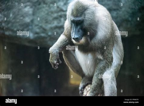 Zoo Atlanta Drill Monkey Hi Res Stock Photography And Images Alamy