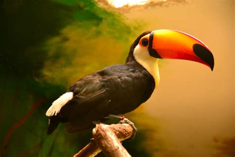 รูปภาพ ธรรมชาติ สัตว์ป่า สวนสัตว์ ปาก นกเงือก Toucan Piciformes