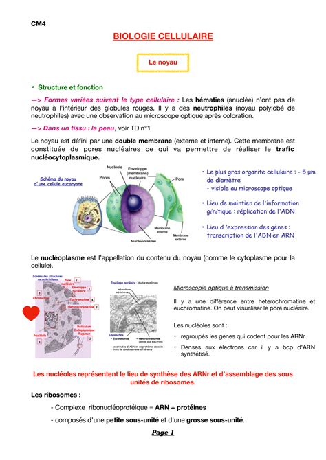 Cm4 Notes De Cours 4 Biologie Cellulaire Le Noyau • Structure Et