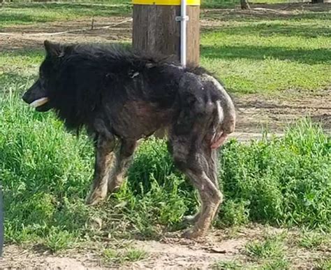 Abandoned And Neglected Werewolf Left On The Side Of The Road For
