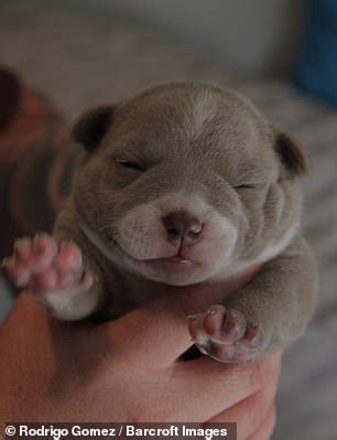 American bulldog puppies for sale. Micro bully dog earns owners $1m-a-year with his perfect ...