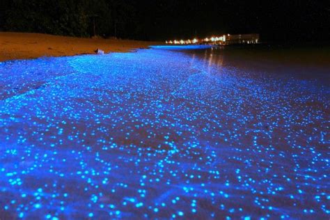 Juhu Beach Saw Bioluminescent Waves For The First Time And It Looks