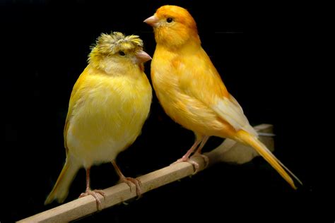 Canary Club Hosts Bird Show Kempton Express