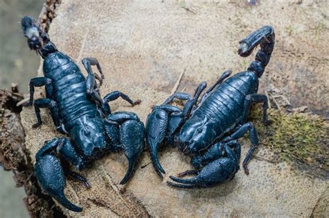 We did not find results for: Gambar Kalajengking - kulo Art