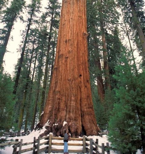 Worlds Most Extraordinary Trees General Sherman Giant Sequoia