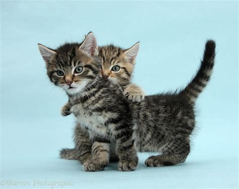 Two Cute Tabby Kittens On Blue Background Photo Wp40051