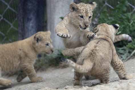Nacen 3 Crías De León Del Atlas En Un Zoo Checo Ap News