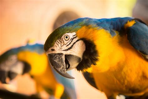 3840x2560 / animal, bird, close up, cute, feathers, macaw, parrot, pet