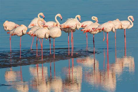 Why Do Flamingos Stand On One Leg New Scientist
