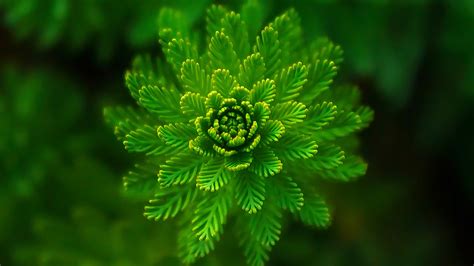 Green Leafed Plant 4k Hd Green Wallpapers Hd Wallpapers Id 44318