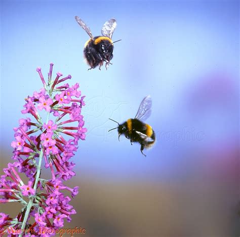 Common White Tailed Bumblebees In Flight Photo Wp10301