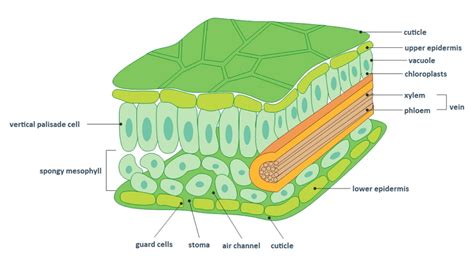 Cross Section Of Leaf Xylem And Phloem