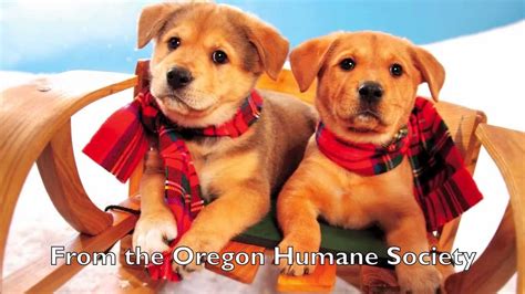 Oregon Humane Society 2011 Holiday Message Youtube