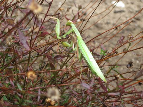 Except in special situations like greenhouses, the mantis is not great at controlling pest problems since it is most likely to eat a few of every insect in the garden. A Praying Mantis Lives in Our Garden - Central Coast Gardening