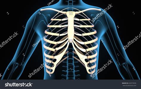 There are normally 24 ribs (12 pairs) in a male human rib cage and the same in a female human rib cage, so the total in a a woman would become a man if they were unhappy with being a woman. 3d Illustration Human Body Ribs Cage Stock Illustration ...