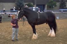 Badal horses punjab is an inspiration attained from ardent love for horses. Falabella - Shire