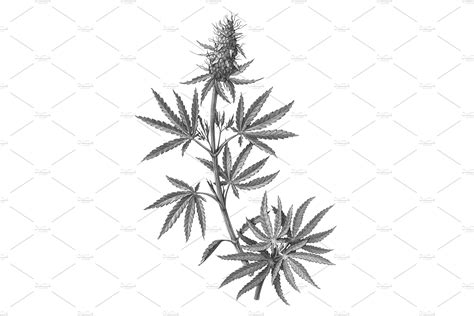 Cannabis Plant Drawing Isolated Healthcare Illustrations ~ Creative