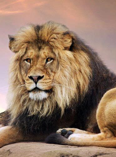 Dating a leo man reviews. The-Lustful-Lion-8-Things-to-Know-About-Dating-a-Leo-Man ...