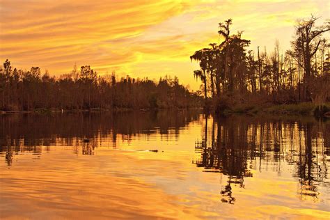 Alligator Silhouette Okefenokee Swamp Pete Severens Flickr
