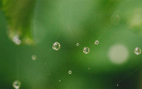Download Wallpaper 3840x2400 Cobweb Drops Water Macro Green 4k
