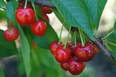 Cherry trees (prunus) are spectacular flowering fruit trees that bloom in spring. How to Grow and Care for Fruiting Cherry Trees | Gardener ...