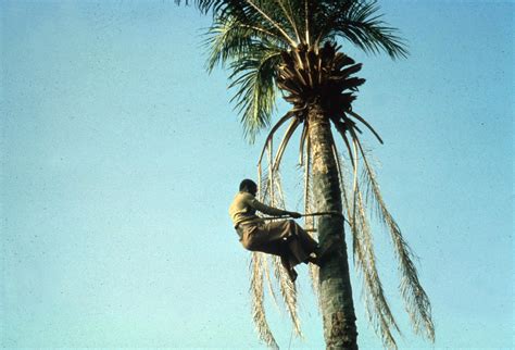‎man Climbing Palm Tree With Aid Of Rope Made From Palm Uwdc Uw