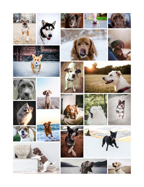 Dog Collage Puppy Photography Modern Wall Print Minimal Etsy