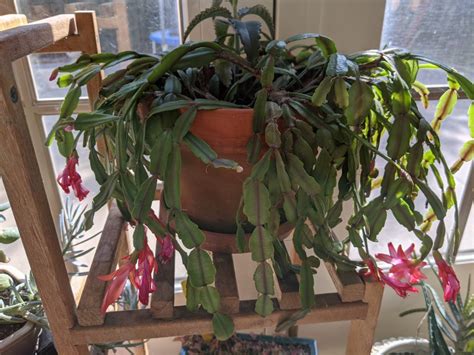 Christmas cactus prefers lots of bright, but indirect sunlight. Menu Plan Monday 2/24/20 - Girls in White Dresses