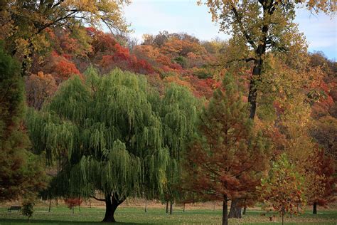 Weeping Willow In Autumn Photograph By Carol Schultz