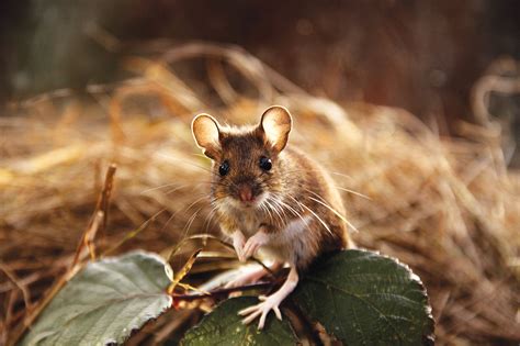 Winter Is Coming And Stubborn Little Field Mice Are Beginning To Take