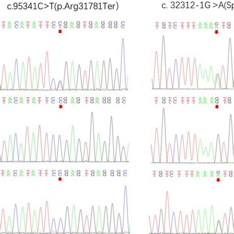 Sanger Sequence Analysis For Validation Of Exome Sequencing Sanger Download Scientific Diagram