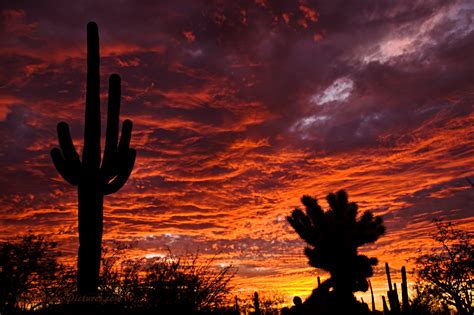 Wallpaper Sunset Red Arizona Cactus Orange Southwest Color