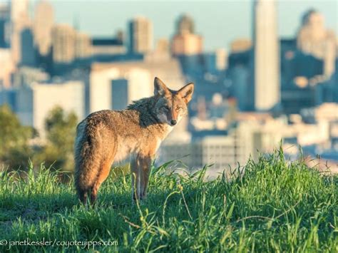 San Franciscos Coyotes Are Back And They Are Thriving Kqed