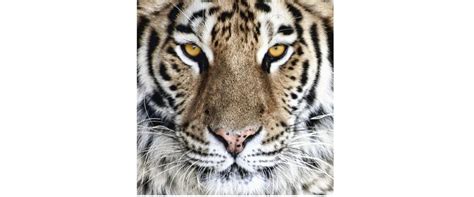 Bengal Tiger Eyes Coffee Mug For Sale By Tom Mc Nemar