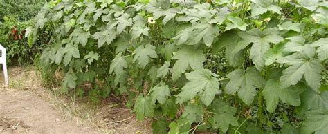 Okra flowers look like the blooms of a hibiscus, a close relative to okra. Okra Abelmoschus esculentus 'Stewart's Zeebest'