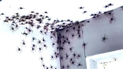 Viral Video Of Spider Infestation Makes International News