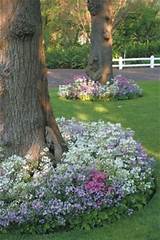 Photos of Flower Bed Plants For Shade
